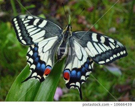 Swallowtail butterfly 10666439