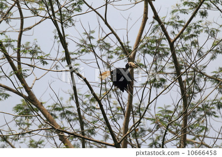 Palawan's hornbill Palawan's hornbill 10666458
