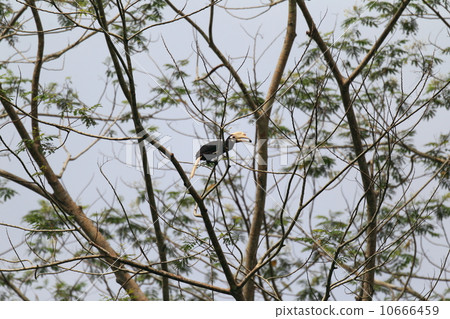 Palawan's hornbill Palawan's hornbill 10666459