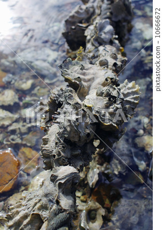 Natural oyster breeding Natural oyster breeding 10666672