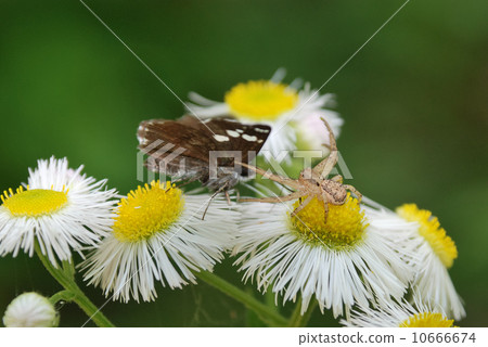 Striking black-tailed spider 10666674