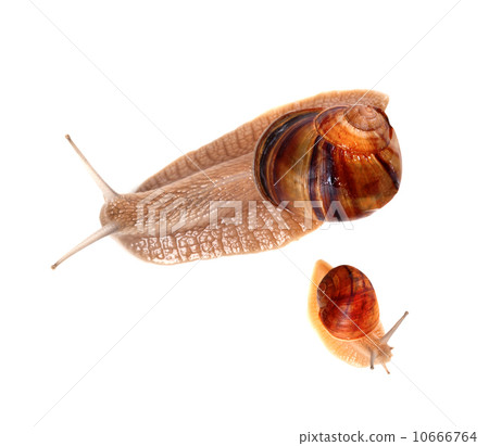 Family of snails isolated on white background Family of snails isolated on white background 10666764