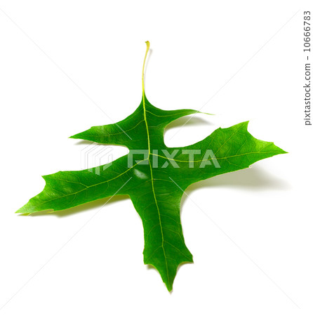 Green oak leaf (Quercus palustris) Green oak leaf (Quercus palustris) 10666783