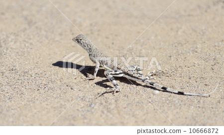 lizard, skink, beige 10666872