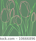 Tulip 10666896