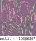 Tulip 10666897