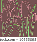 Tulip 10666898