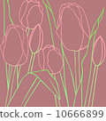 Tulip 10666899