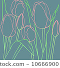 Tulip 10666900