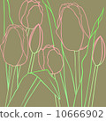 Tulip 10666902