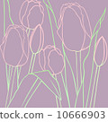 Tulip 10666903