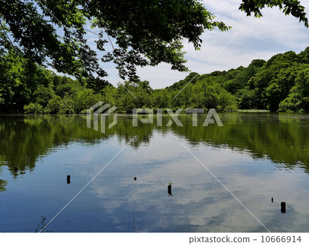 Shakujii公園 10666914