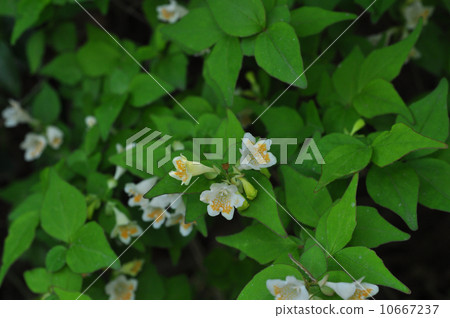 Kotukubane butsuki 10667237