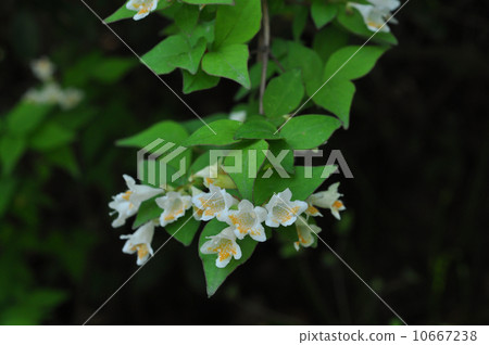 Kotukubane butsuki 10667238