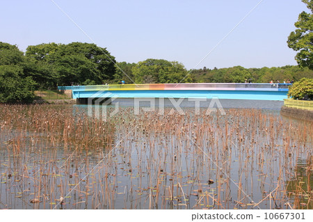 彩虹橋在大阪永井公園 10667301