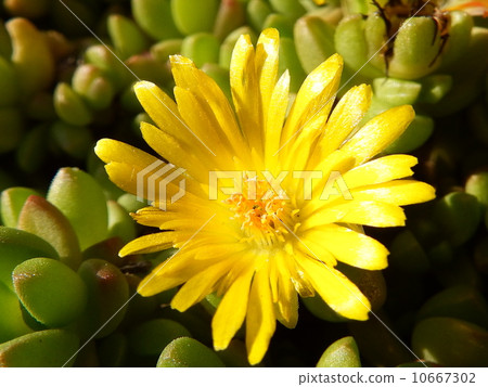 Delrosperma Nubi Gennum 10667302