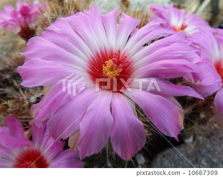 TEFLOKACCUSS BICOLOR TEFLOKACCUSS BICOLOR 10667309