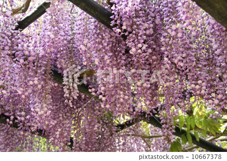 Wisteria flowers Wisteria flowers 10667378
