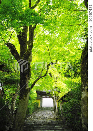 May leaves Momiji · Aceraceae 123 Fresh green rabbit hospital May leaves Momiji · Aceraceae 123 Fresh green rabbit hospital 10667421