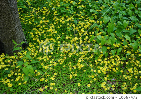 五月花和菊科16 10667472