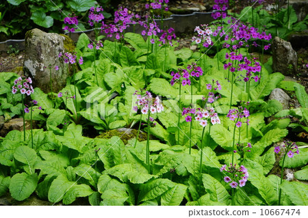 五月花Clinkows / Primulae family 16 Amimuda-ji 10667474