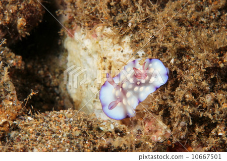 Cromo Doris Hin Tuanensis 10667501