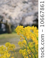 強姦開花 10667861