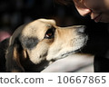 看比格犬 10667865