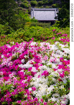 Azalea of Mie Murotoji 10668550