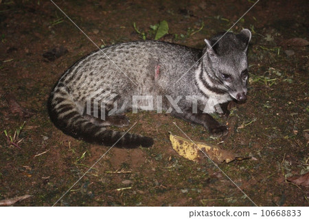 Malay Civet Stock Photo 10668833 Pixta