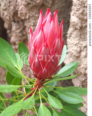 Protea和scenarioides 10668865