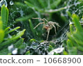 Spider traps 10668900