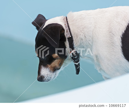 Jack Russell Terrier dog on beach in swimmingpool. 10669117