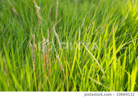 Background with green grass Background with green grass 10669132