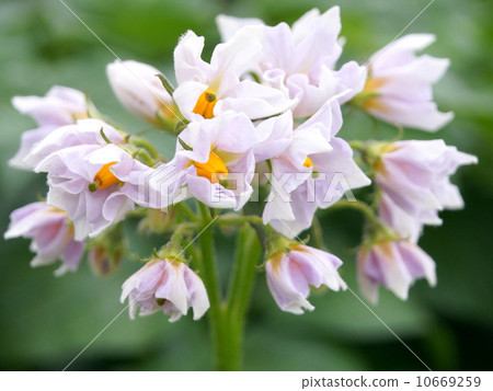 Potato flowers 10669259