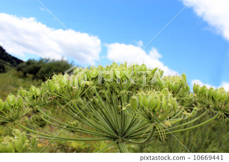 big umbels of Heracleum big umbels of Heracleum 10669441