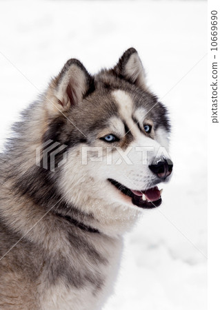 Siberian Husky Dog Siberian Husky Dog 10669690