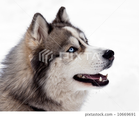 Siberian Husky Dog Siberian Husky Dog 10669691