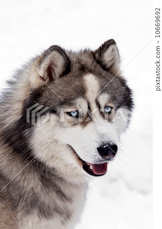 Siberian Husky Dog 10669692