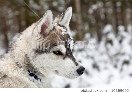 Puppy of Siberian Husky Dog Puppy of Siberian Husky Dog 10669693