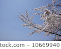Blue sky and cherry blossoms 10669940