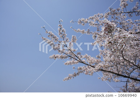 藍天和櫻花 藍天和櫻花 10669940