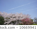 Contrails and cherry blossoms 10669941