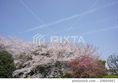 軌跡和櫻花 10669941