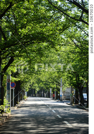 Azamino's cherry blossom row 10670010