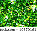 Wire plants 10670161