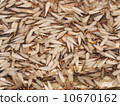 Feather 10670162