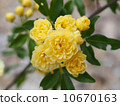 Yellow moco borough 10670163