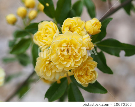 Yellow moco borough 10670163