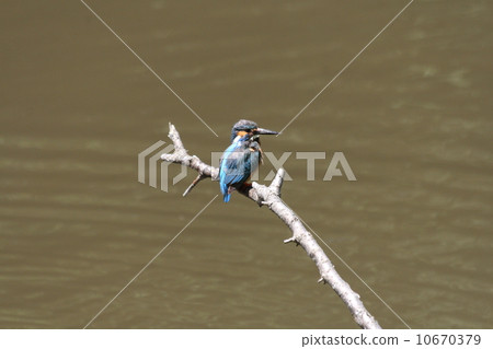 Kingfisher Kingfisher 10670379